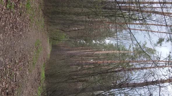 Vertical Video of a Road in the Forest Slow Motion