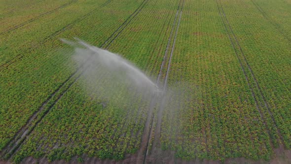 Sprinkler System Waters the Plantation with Potatoes