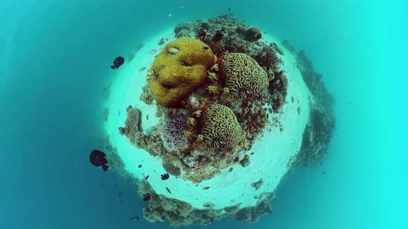 Coral Reef and Tropical Fish. Panglao, Philippines.