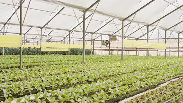 Rows of plants growing inside a large greenhouse