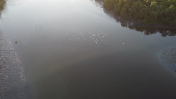 Flock of white birds fly over river near mangrove tree