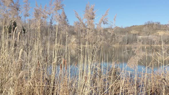 Panning on reeds and pampas by the lake 4K video