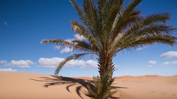 Merzouga Palm00