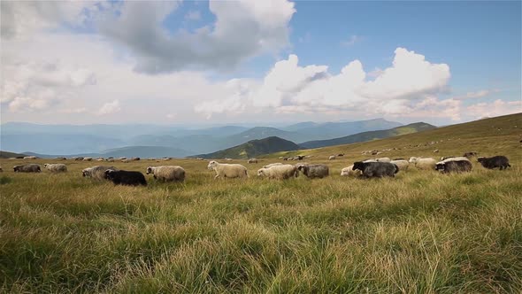 Herd of farm sheep grazing on green mountain pasture in bright summer day.