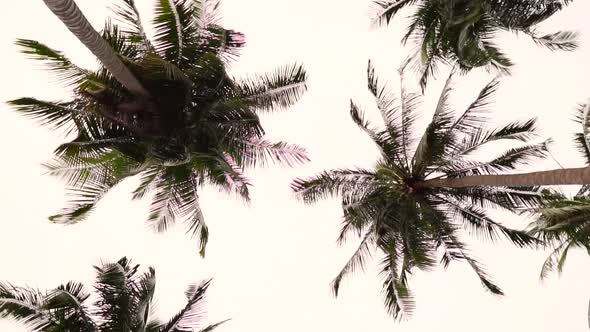 Spinning view of palm trees while facing upwards towards the cloudy sky in Vietnam