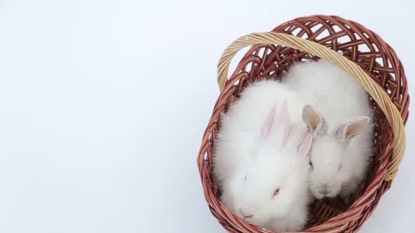 White Rabbit is the Easter Symbol Rabbits in the Easter Basket