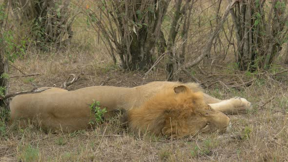 Lion sleeping between bushes