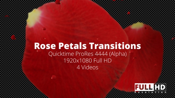 Rose Petal Transitions HD