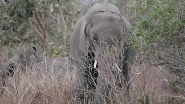 Young elephant feeding on grass