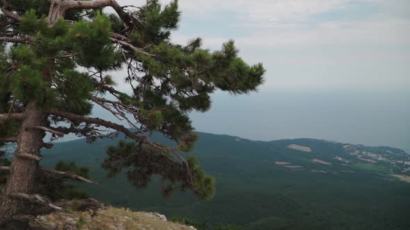 One Pine Tree Stands on Edge Ai Petri Mountain. In Background Beautiful Landscape Forest and Sea