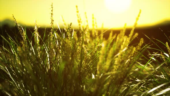 Green Grass on Hills at Sunset