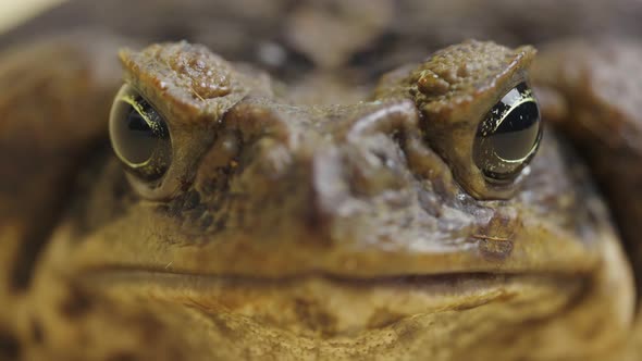 Macro Portrait Cane Toad Bufo Marinus Sitting on a Beige Background in the Studio