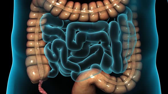 Food's journey through the intestinal tract