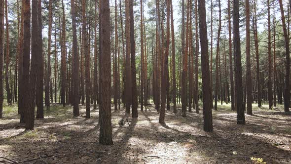 Natural Forest Landscape By Day