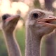 ostrich head and neck in the park - VideoHive Item for Sale