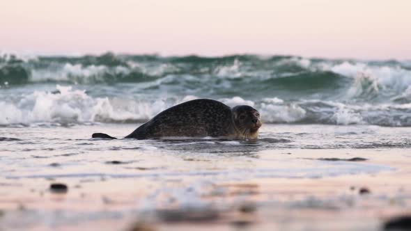 Common Seal Phoca Vitulina In Shallow Tidewater Moving To Beach