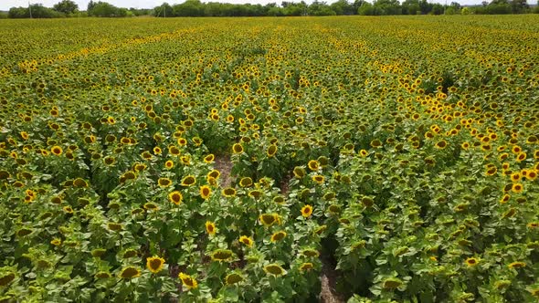 Beautiful Field of Blooming Sunflowers at Sunset Aero