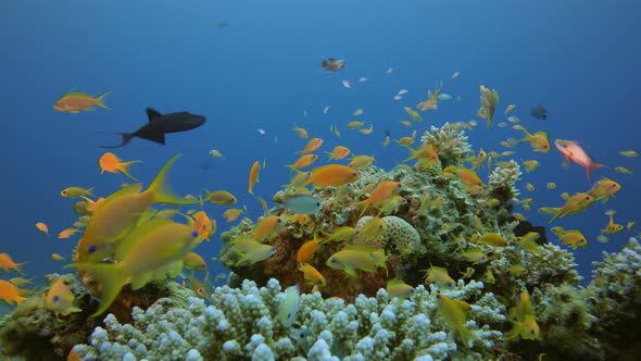 Tropical Underwater Colorful Reef