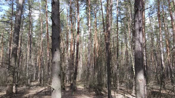 Forest Landscape Aerial View Slow Motion