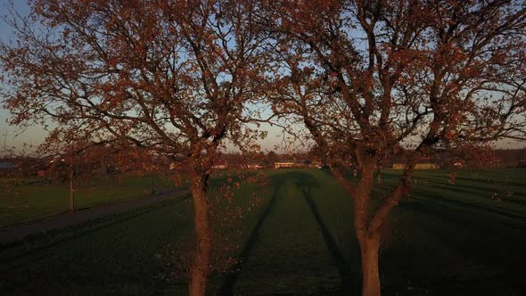 Aerial Shot of a Row of Trees in a Field at Sunset