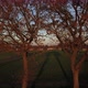 Aerial Shot of a Row of Trees in a Field at Sunset - VideoHive Item for Sale