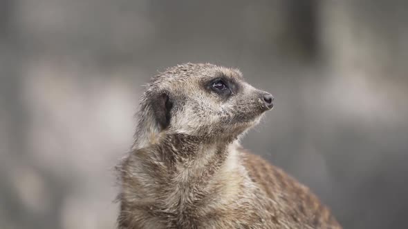 Close up of a meerkat, a small burrowing mammal, looking around in state of alert. Slow motion.