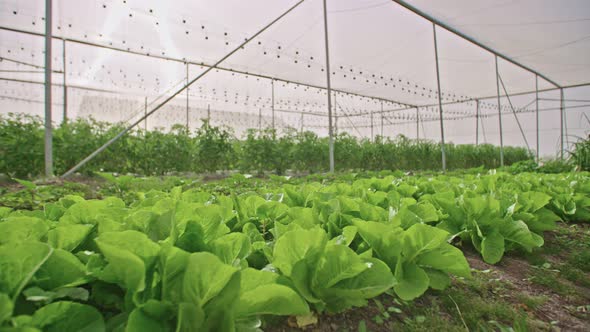 Vegetables growing in a greenhouse