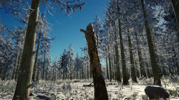 Winter Landscape with a Coniferous Forest in Beams of Sunset