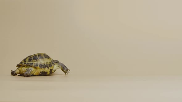 A Cute Turtle Walks in the Studio on a Beige Background