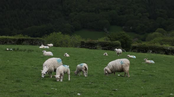 Adult sheep and lambs in lush green field. Wales. UK