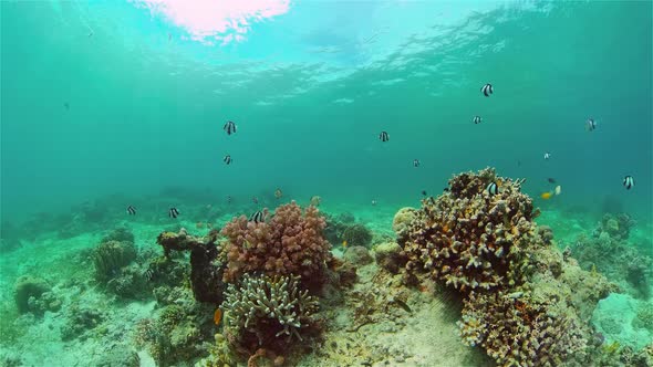 Coral Reef with Fish Underwater. Philippines.