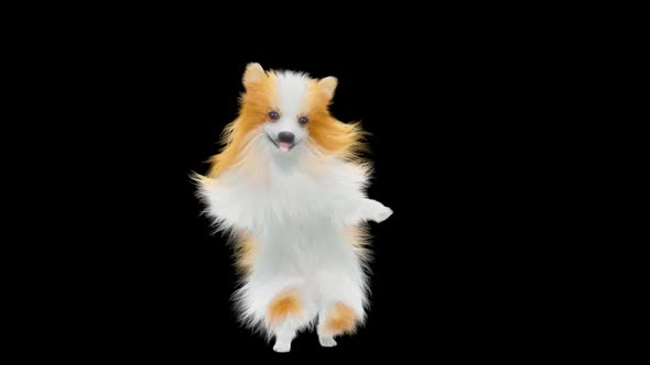 Dog Dancing HD