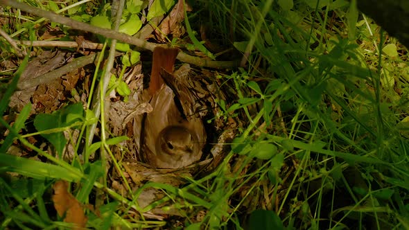 Bird Incubates Eggs in the Nest