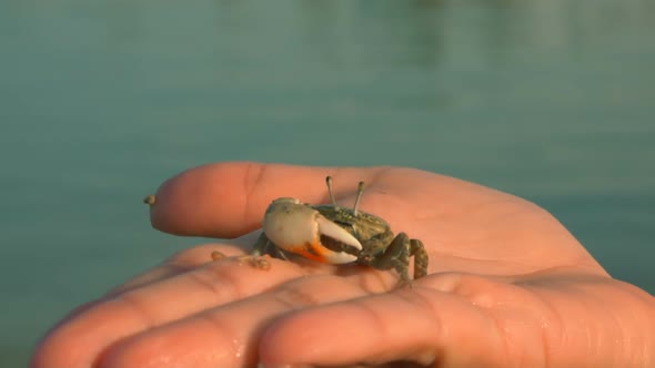 Hermit Crab Sits on the Palm