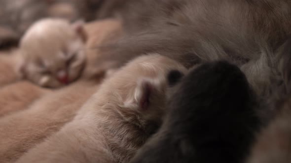 Breastfeeding Kittens