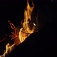 Camp Fire - VideoHive Item for Sale