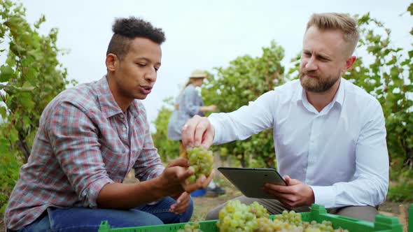 In the Vineyard Farmer Man Afro American and