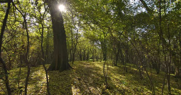 Forest In Autumn