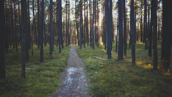 Walk in the Baltic Pine Dunes in Summer