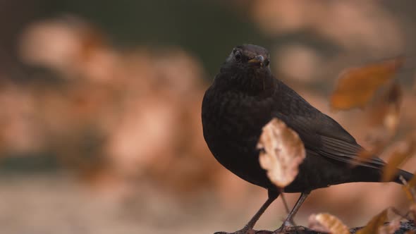 Alert female blackbird in golden brown autumn colors freeze and look in camera