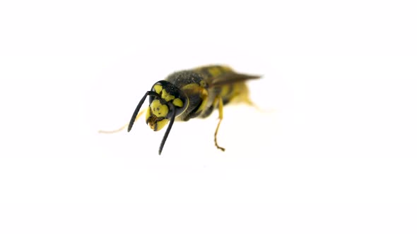 Macro Video of Beautiful Wasp Washing Herself with Her Paws.