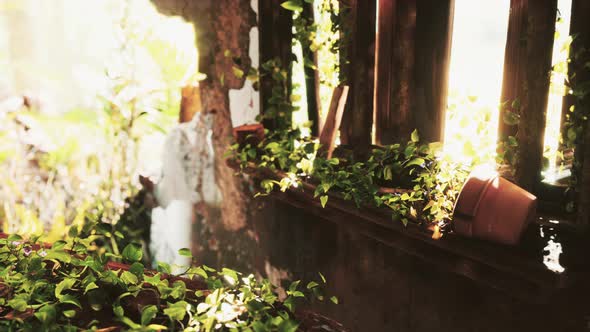 Ruined Abandoned Overgrown By Plants Interior