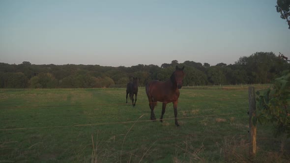 A Group of Beautiful Farm Horses Graze in Meadow