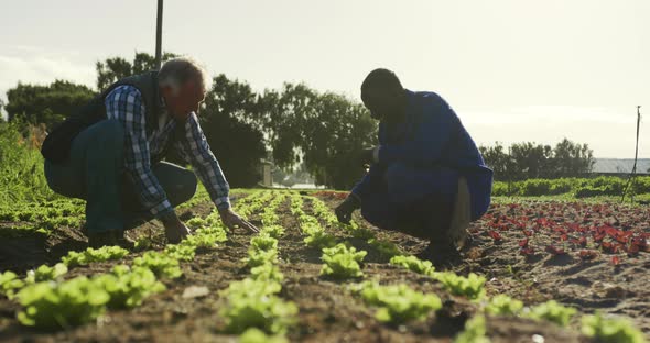 Men working on farm