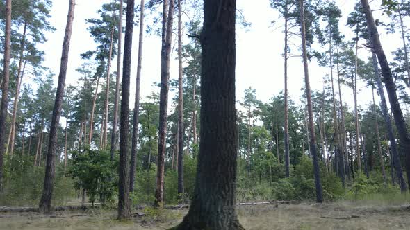 Slow Motion View of Green Forest By Day