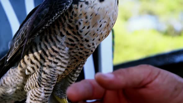 Peregrine falcon with mask