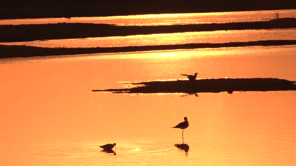 Reflection of the Sunset on the Water Surface with Birds on the Sand.