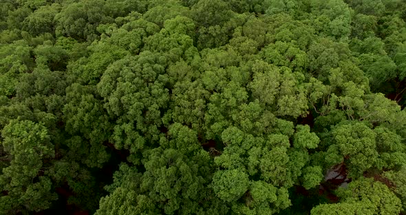 Aerial flying over dense green forest