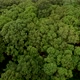 Aerial flying over dense green forest - VideoHive Item for Sale