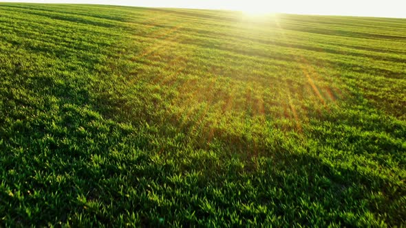 Green Agricultural Field in Countryside